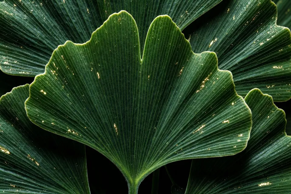 Feuilles ginkgo biloba structure cellulaire visible